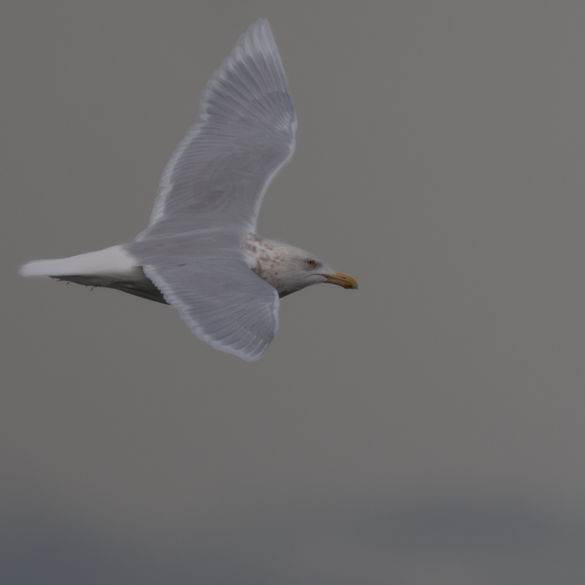 polarmåke - ML647508843