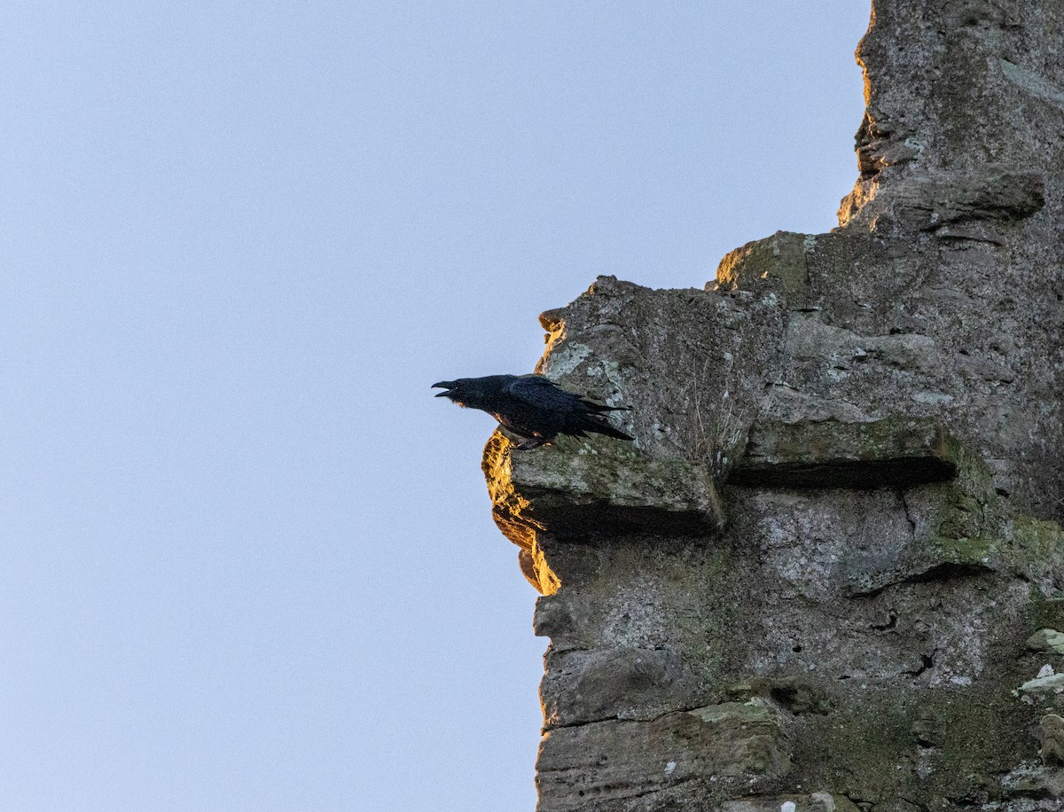 Common Raven - ML647508874