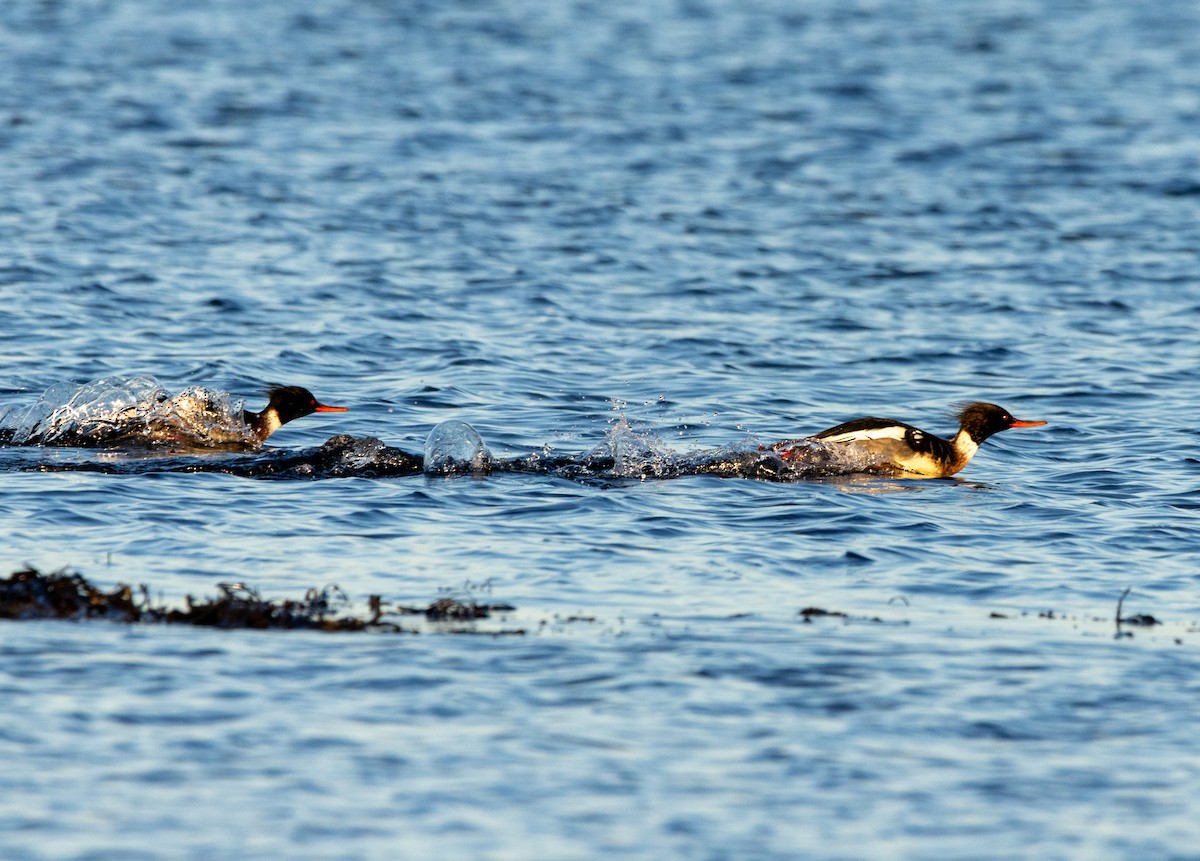 Serreta Mediana - ML647508894