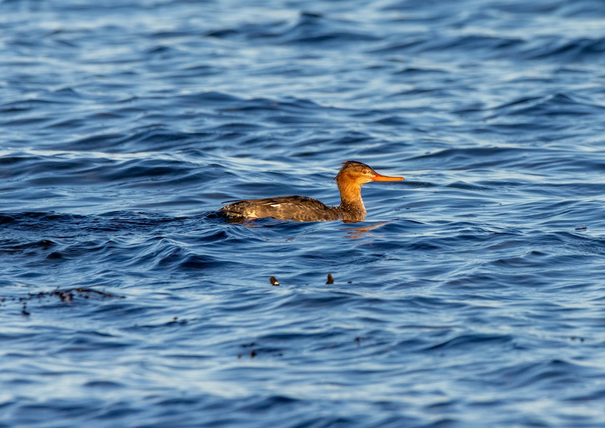 Serreta Mediana - ML647508895