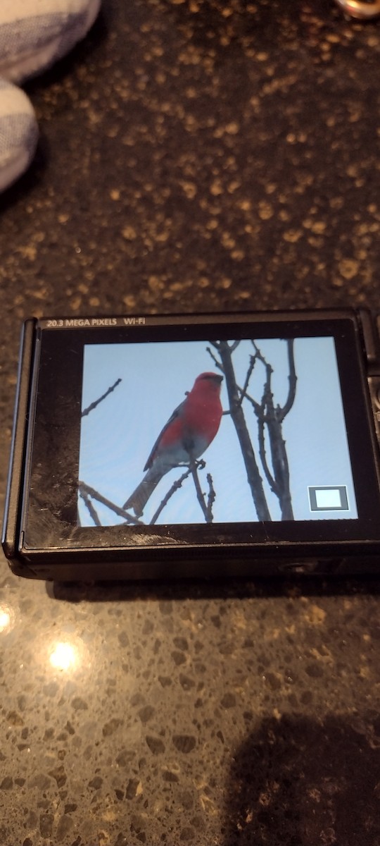 Смеречник тайговий - ML647508902