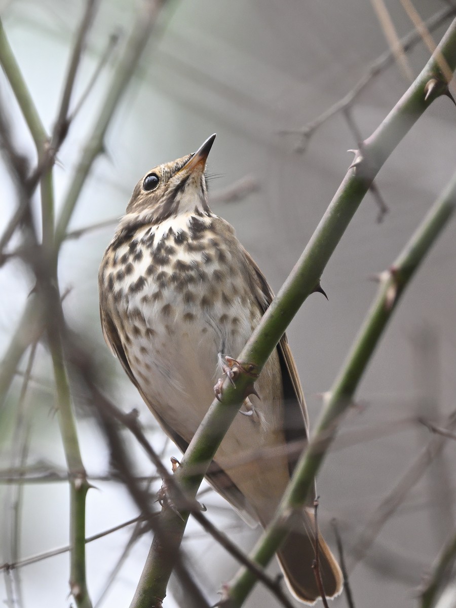 Hermit Thrush (faxoni/crymophilus) - ML647508906