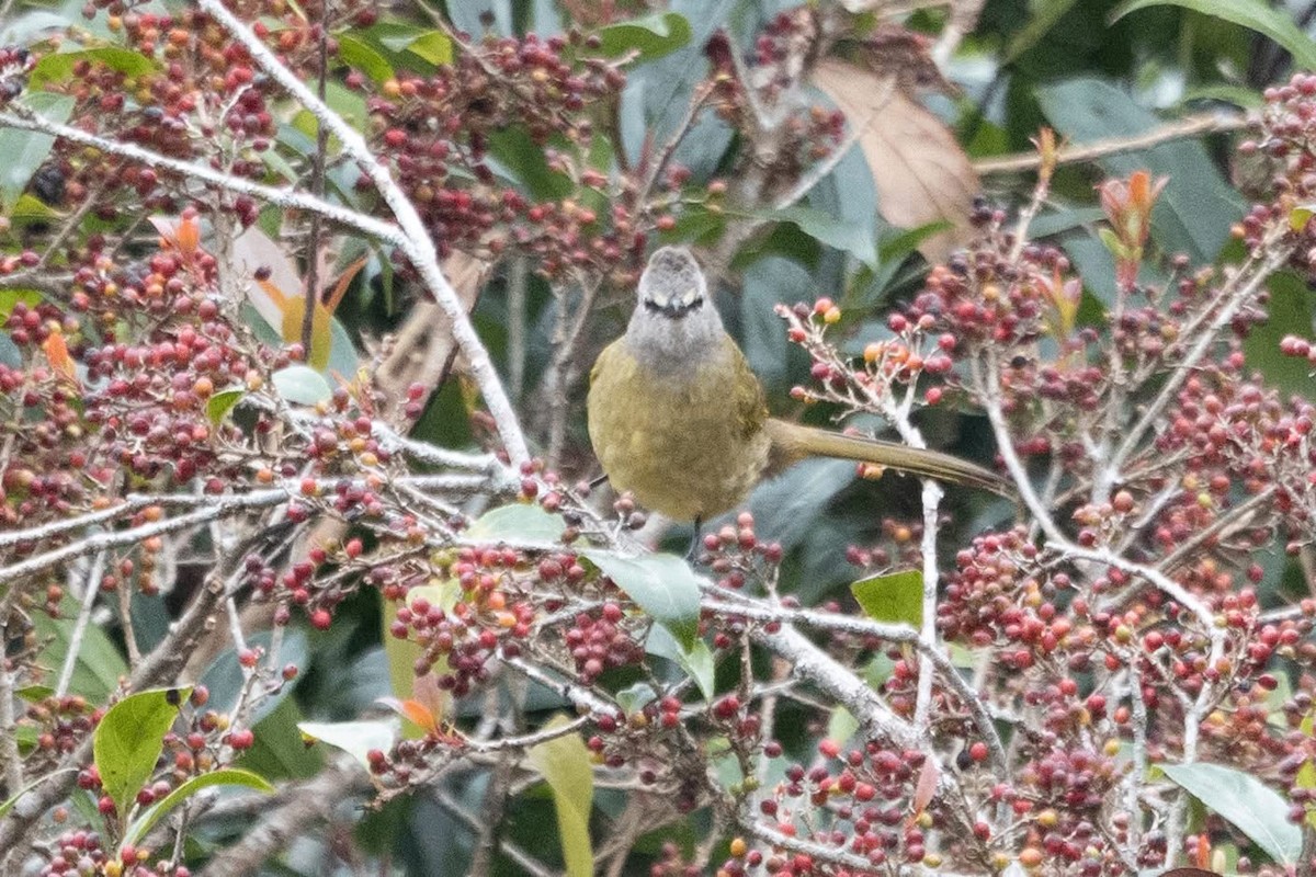 Bulbul Amarillento - ML647508914