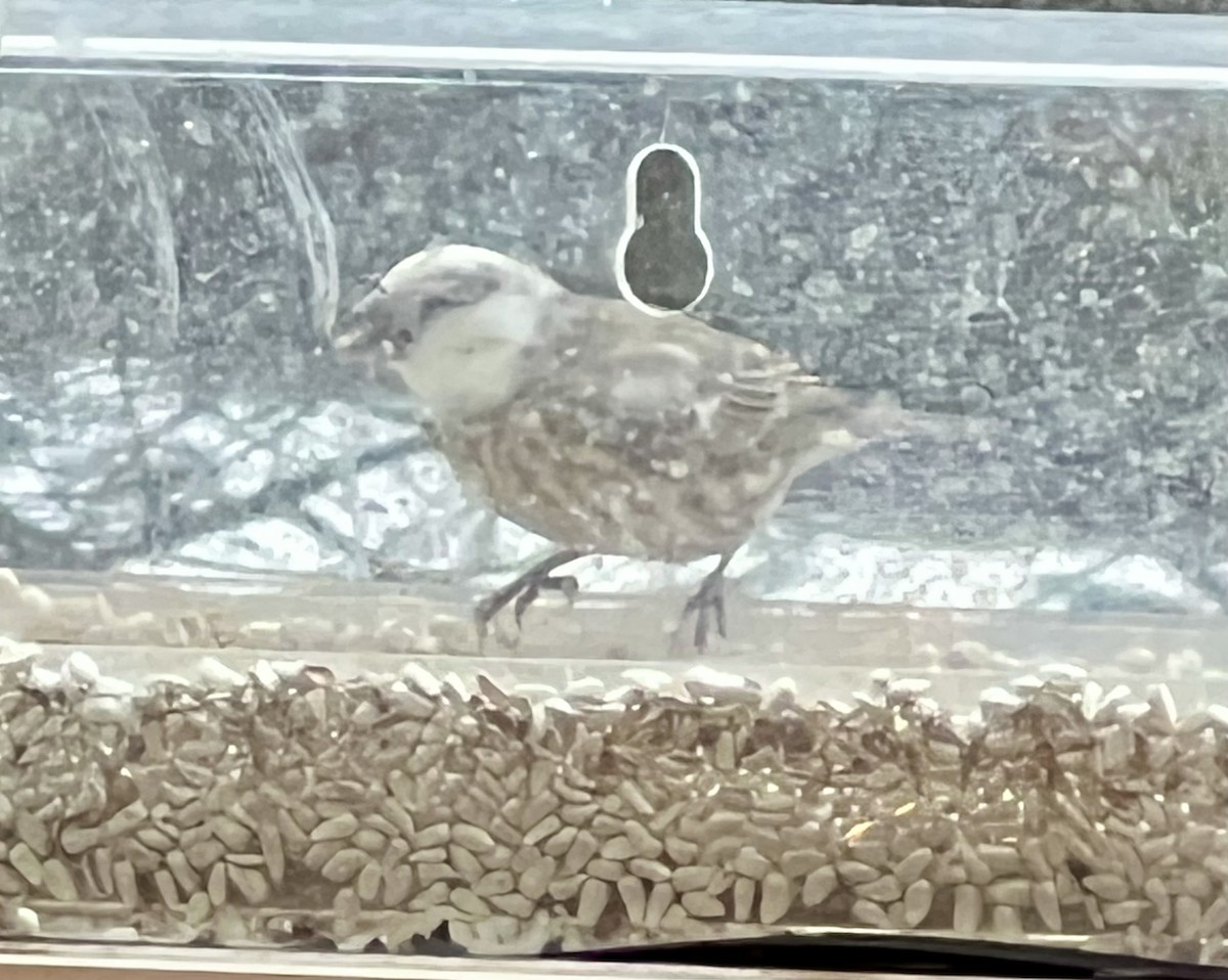 Camachuelo Mexicano - ML647508918