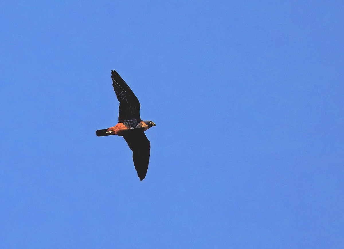 Halcón Murcielaguero - ML647508919