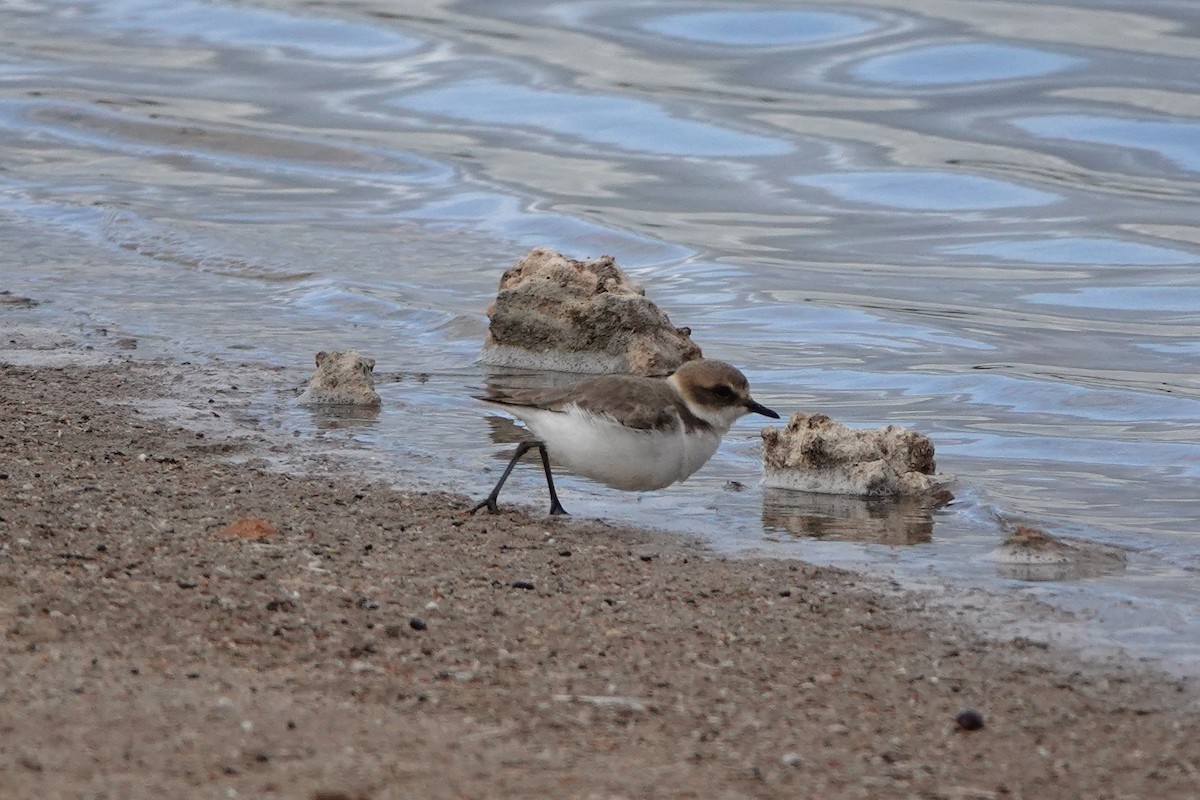 Chorlitejo Patinegro - ML647508920