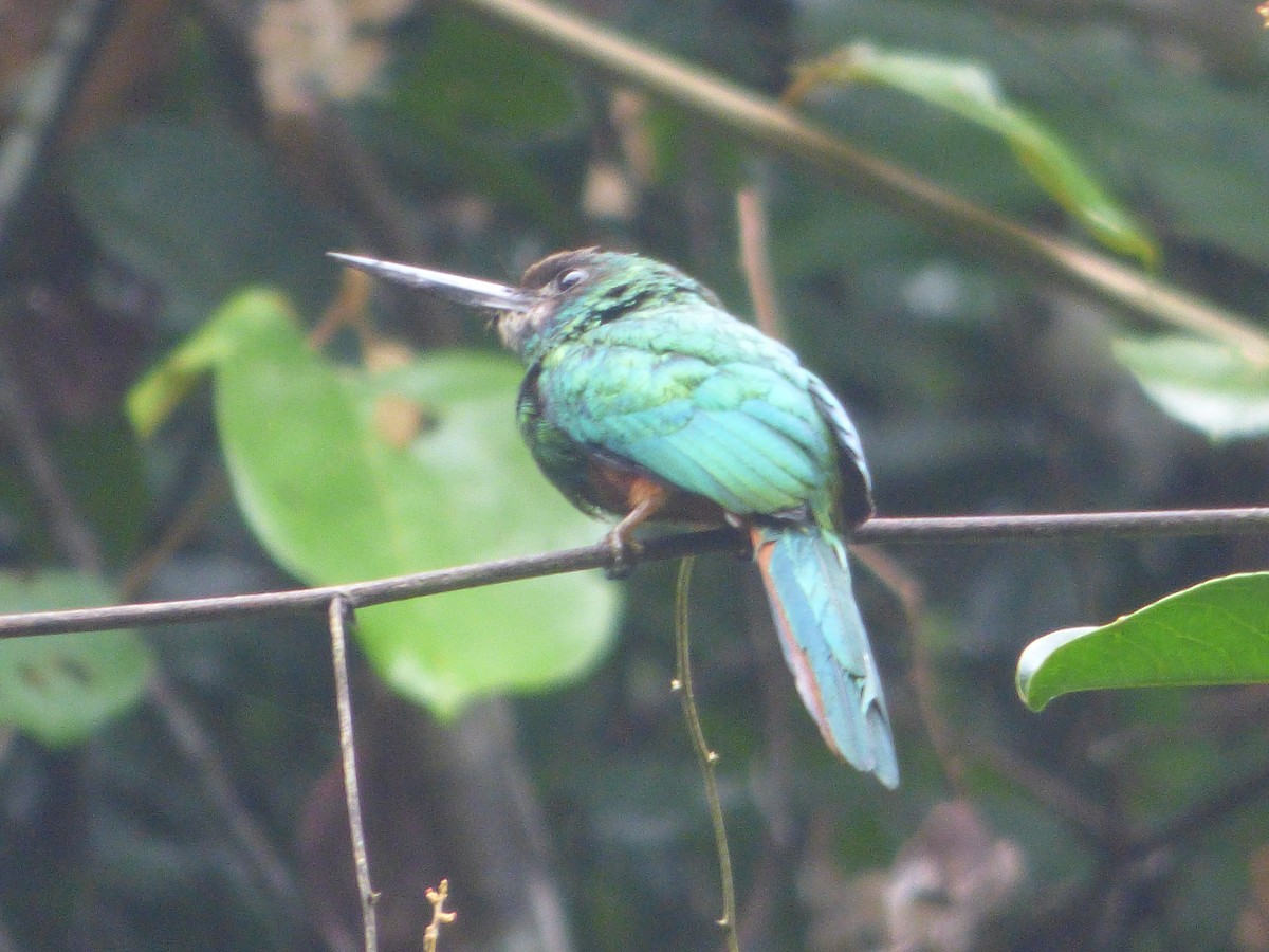 Jacamará Barbiblanco - ML647508921