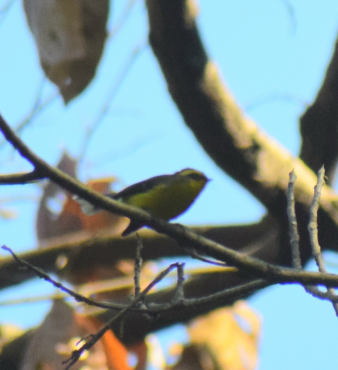 Papamoscas Ventrigualdo - ML647508922