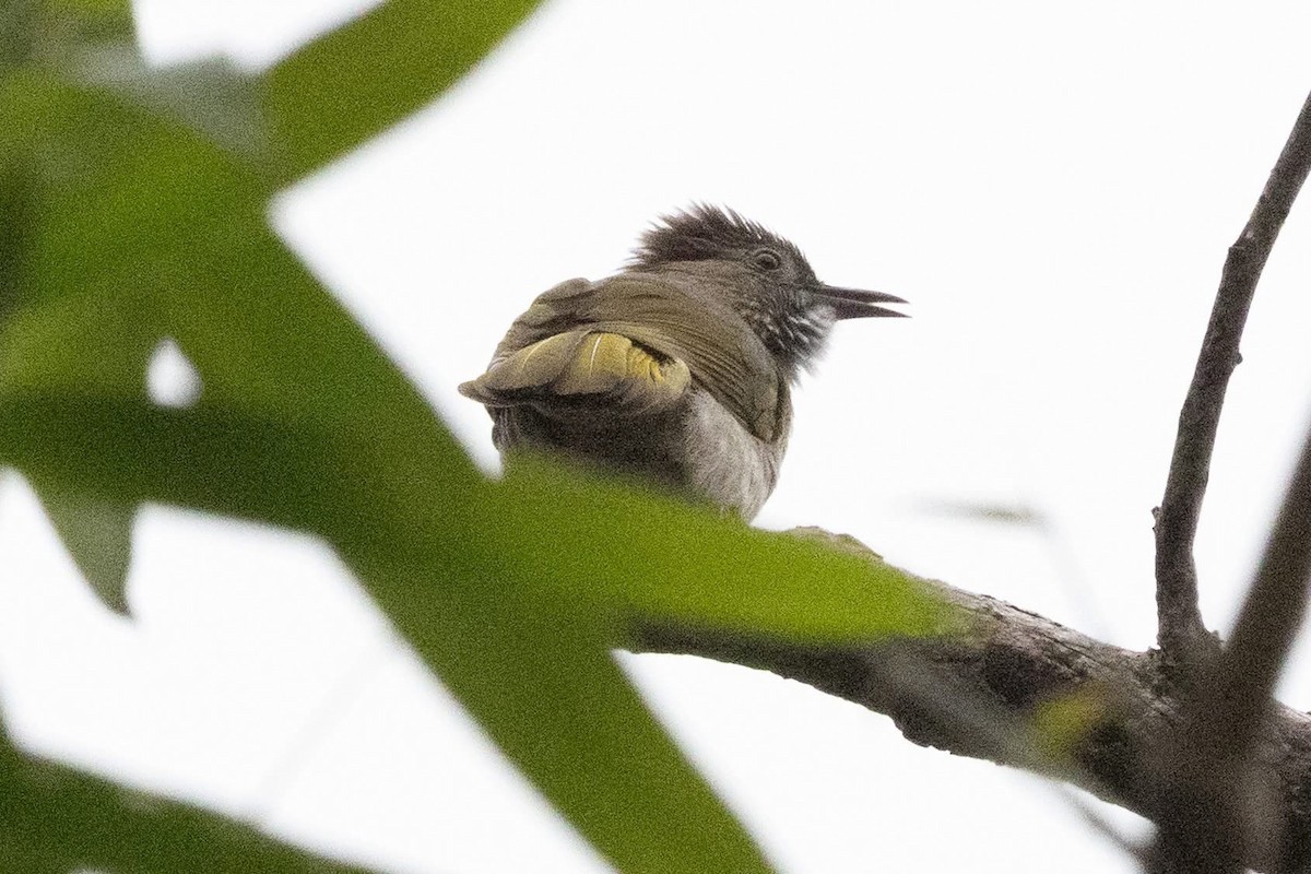 Bulbul de Mcclelland - ML647508923