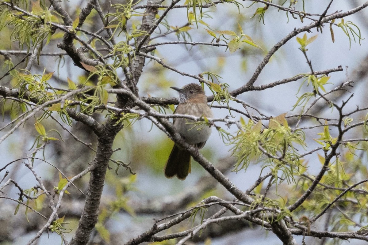 Bulbul de Mcclelland - ML647508924