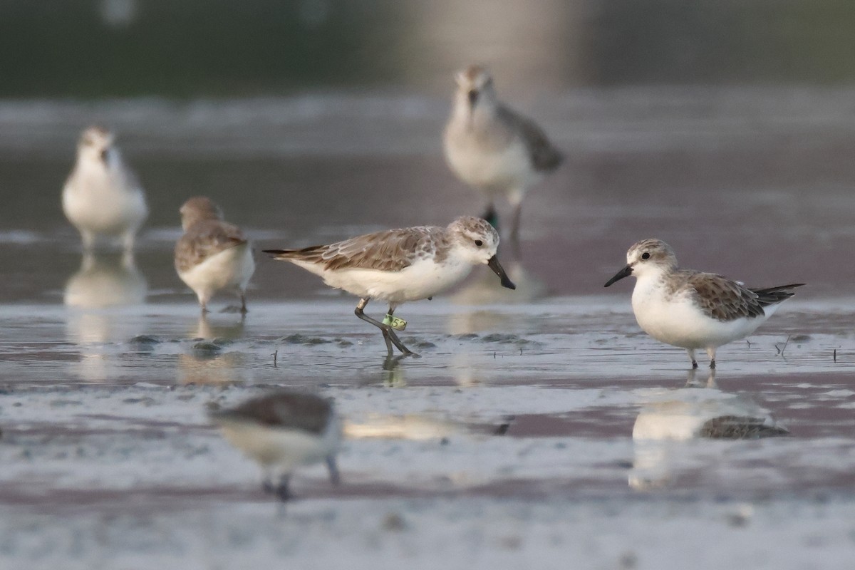 Correlimos Cuchareta - ML647508926