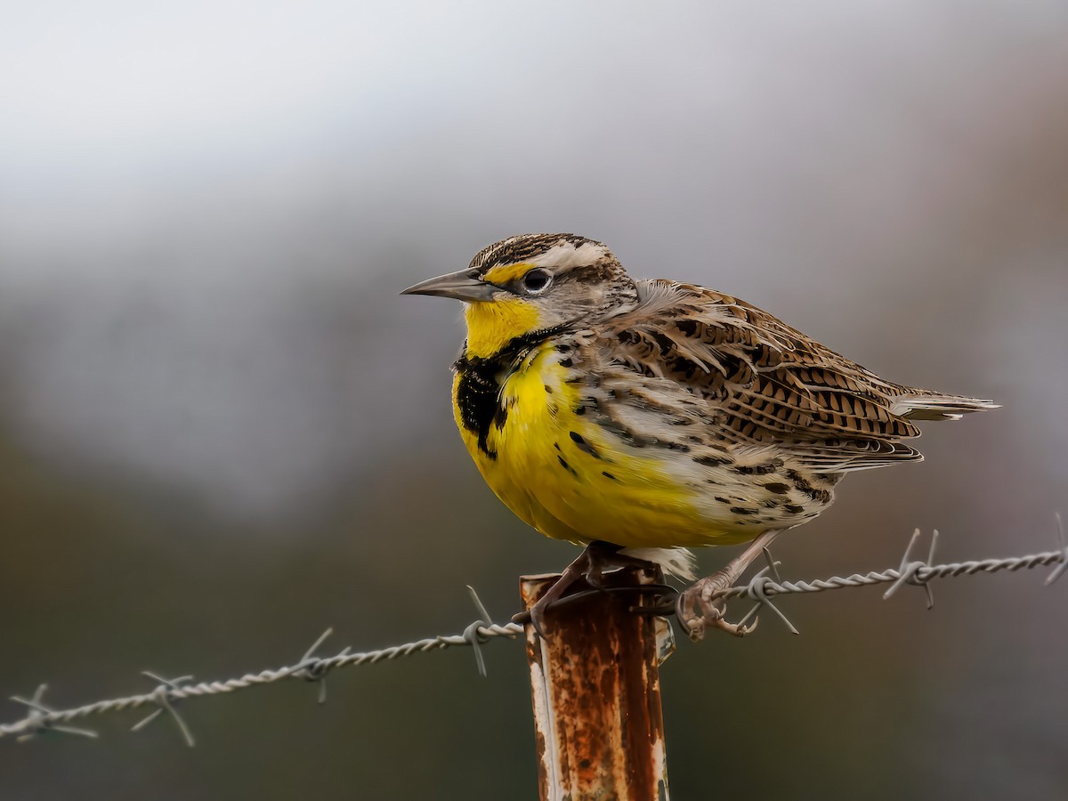 Pradero Occidental - ML647508927