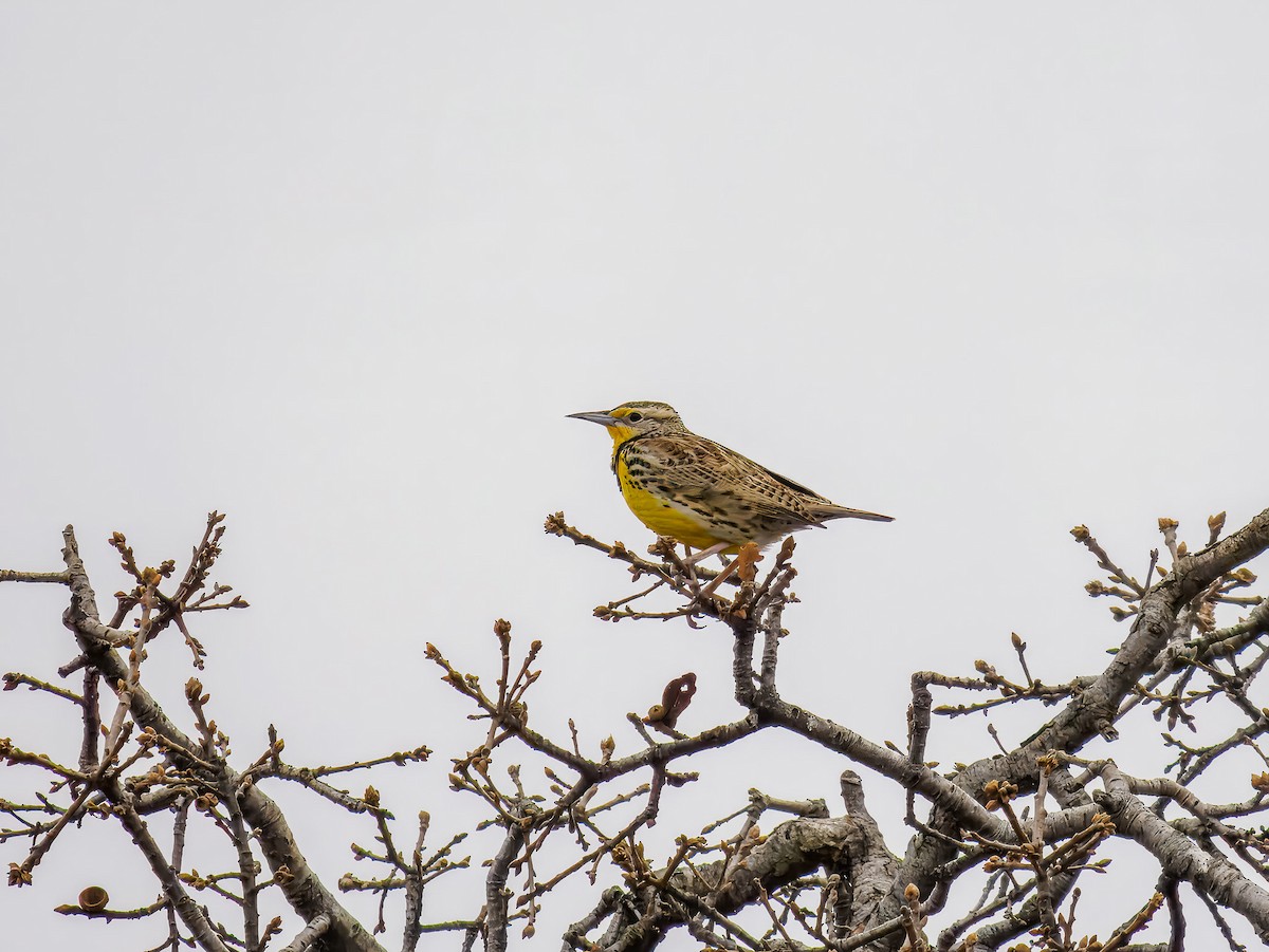 Pradero Occidental - ML647508933