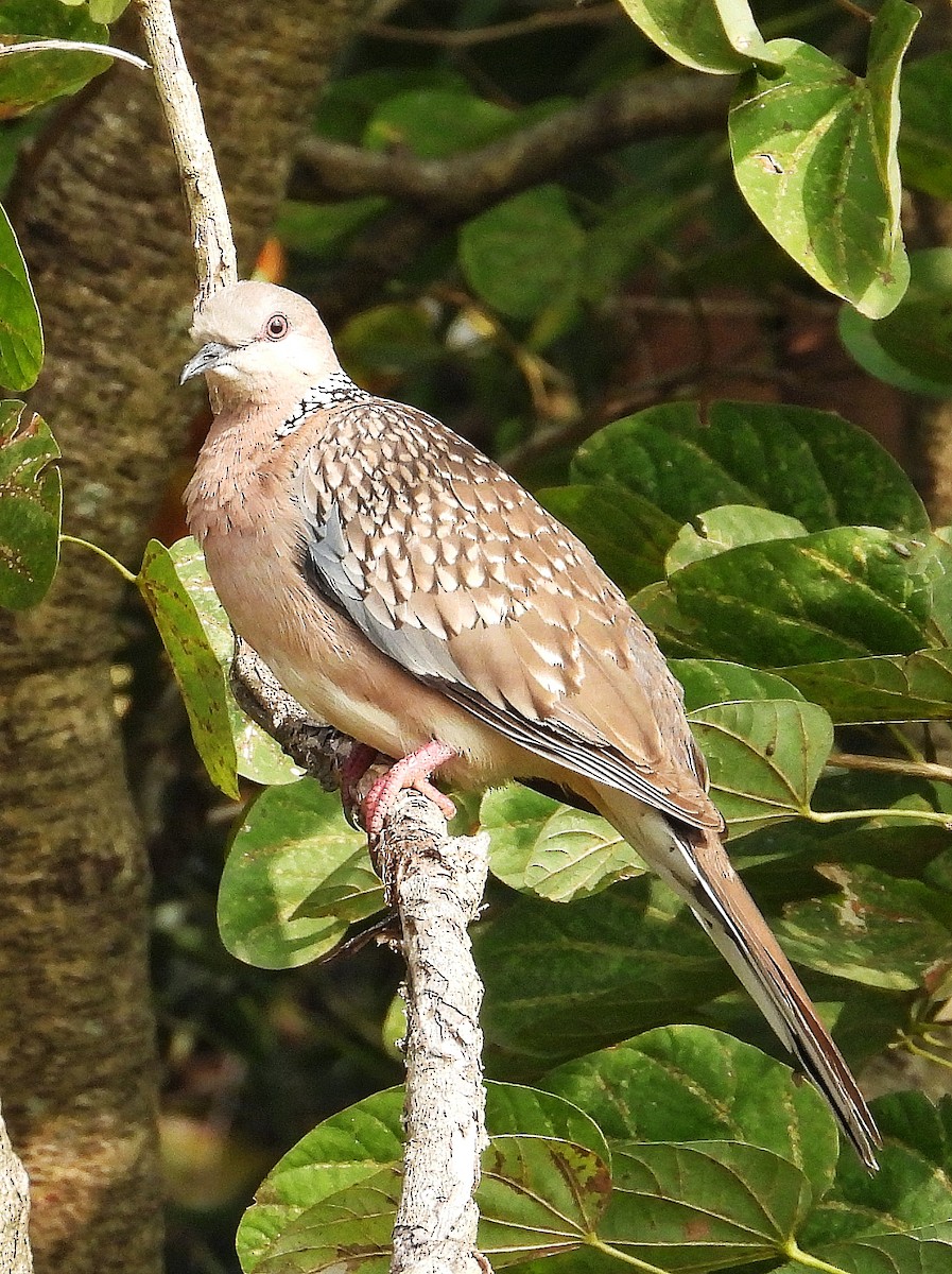 Tórtola Moteada - ML647508934