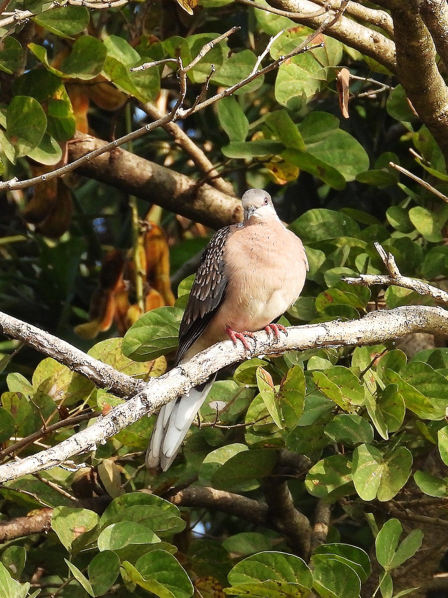 Tórtola Moteada - ML647508935