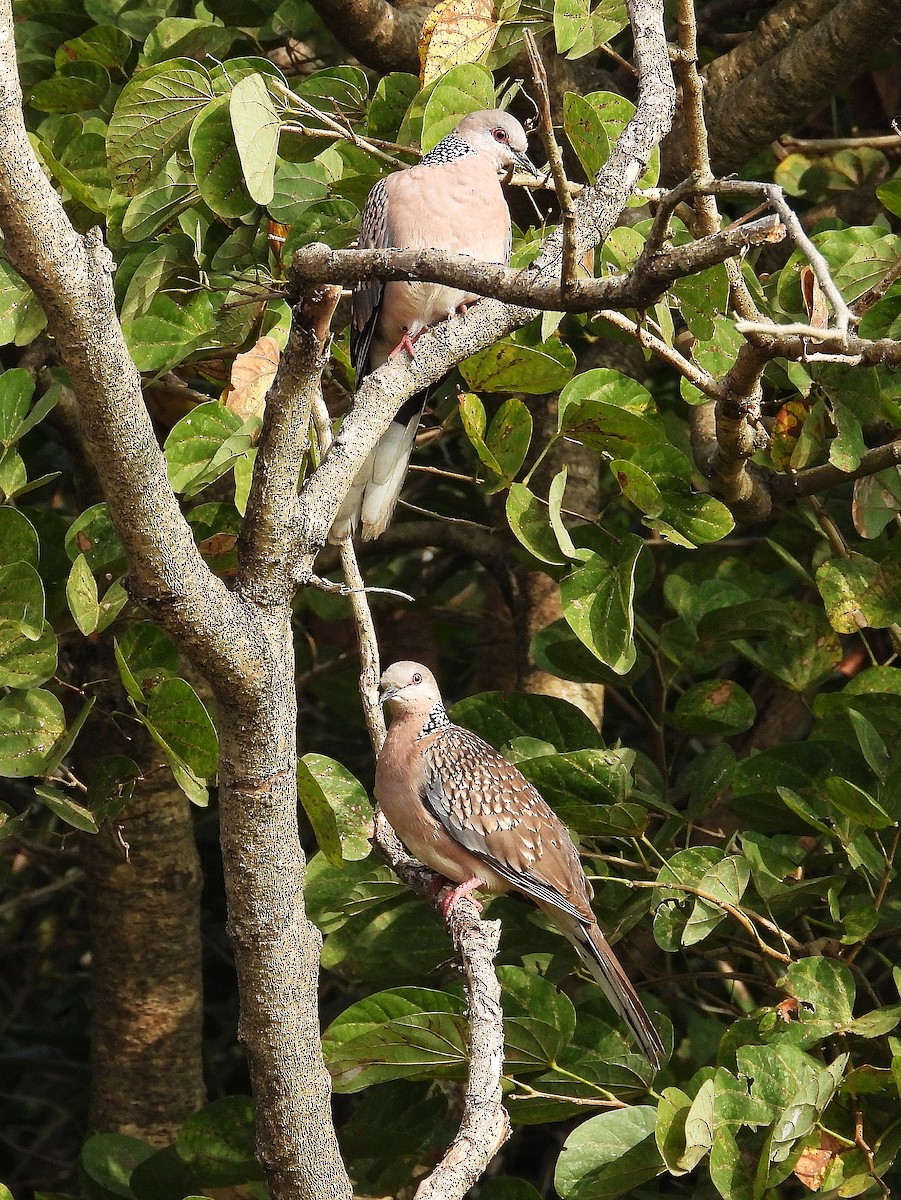 Tórtola Moteada - ML647508936
