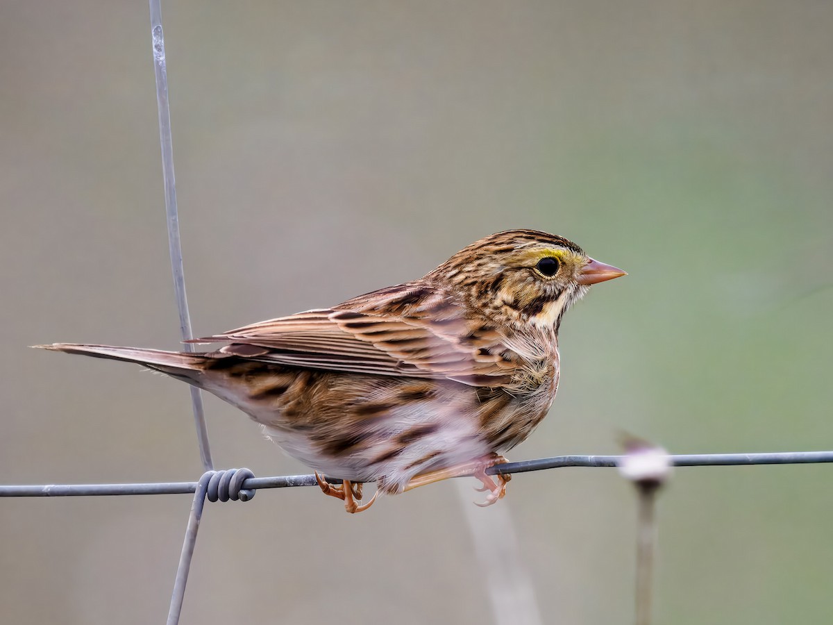 Chingolo Sabanero - ML647508940