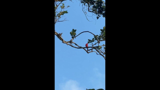 Summer Tanager - ML647508950