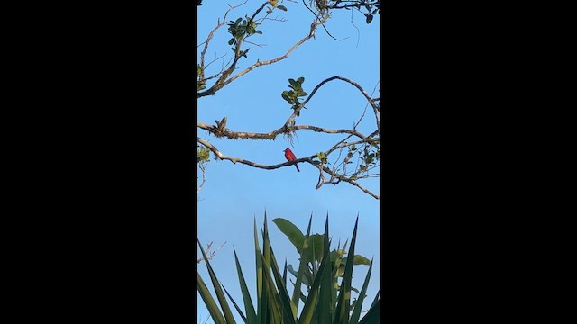 Summer Tanager - ML647508951