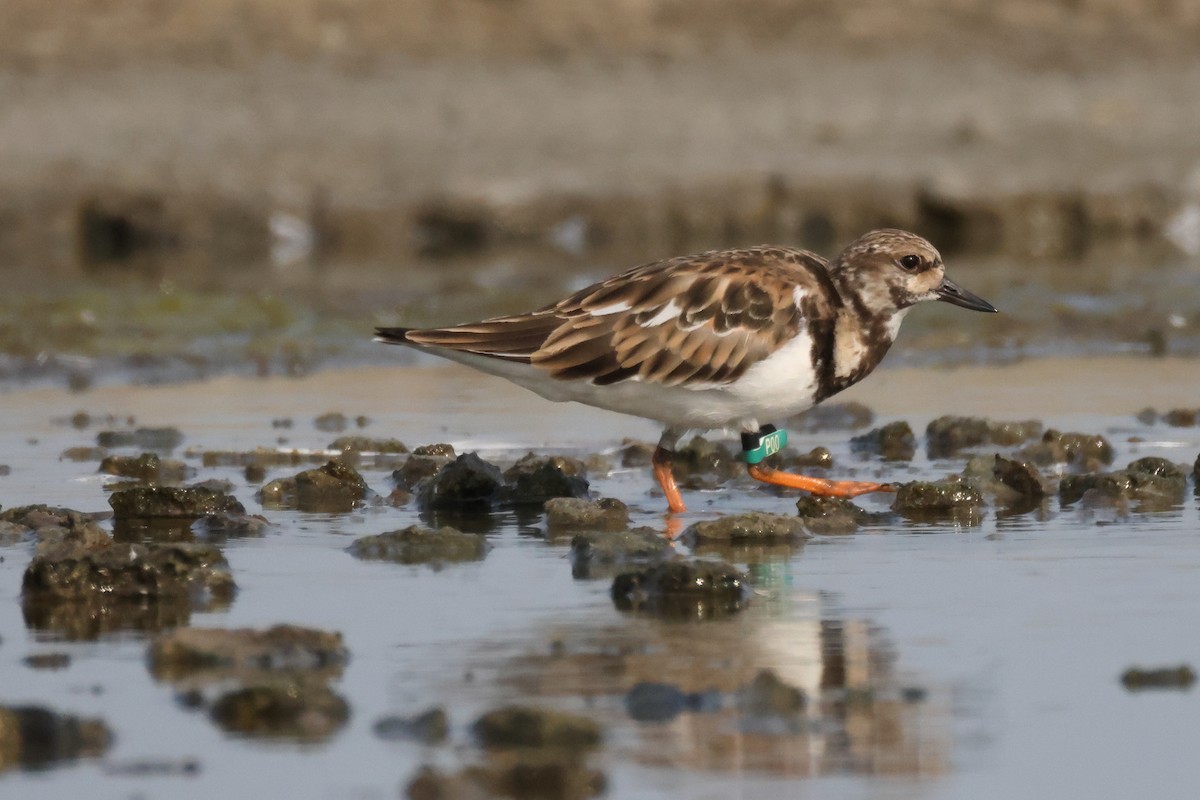 Vuelvepiedras Común - ML647508954