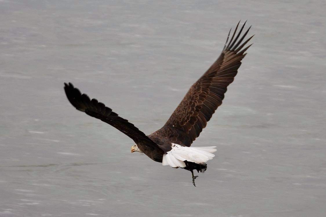 Pigargo Americano - ML647508955