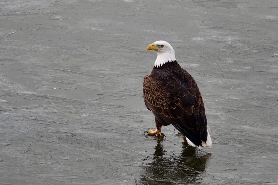 Pigargo Americano - ML647508956