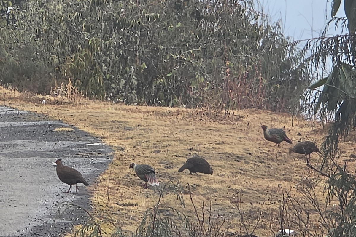 Faisán Ensangrentado - ML647508958