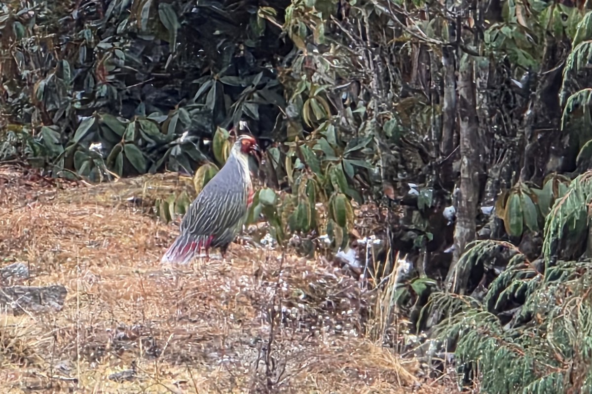 Faisán Ensangrentado - ML647508959