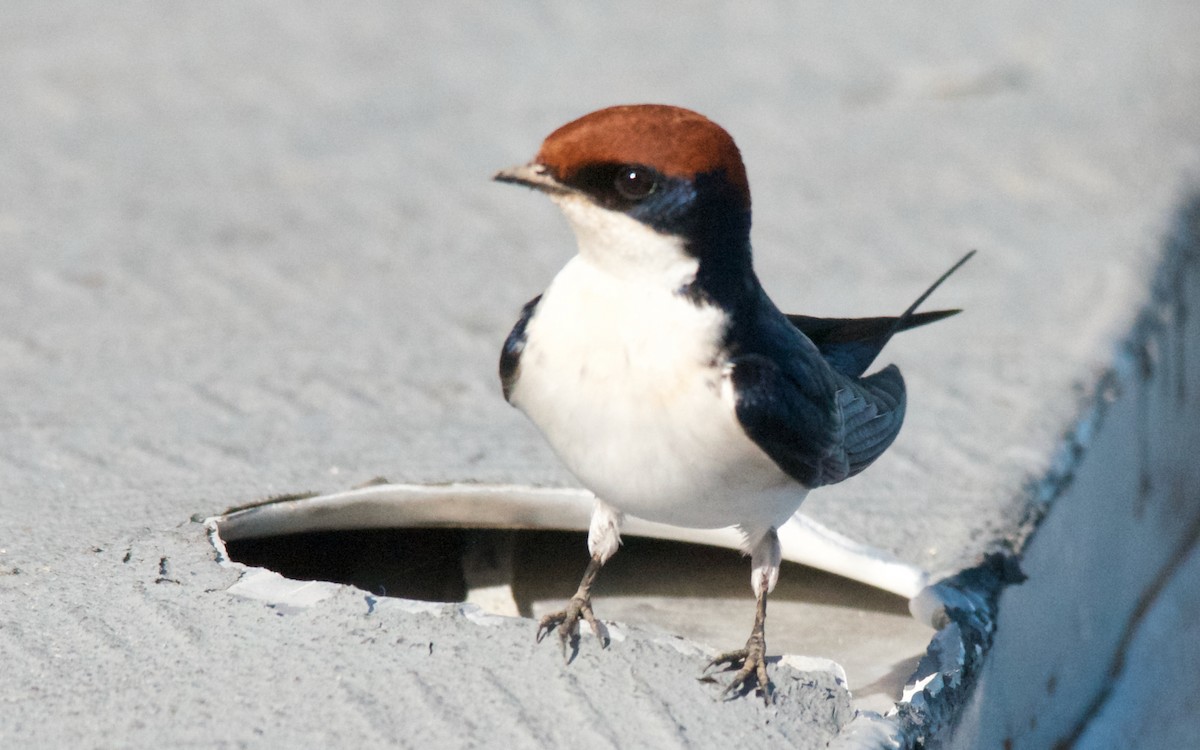 Golondrina Colilarga - ML647508961