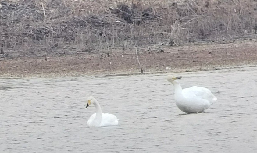 Cisne Cantor - ML647508963