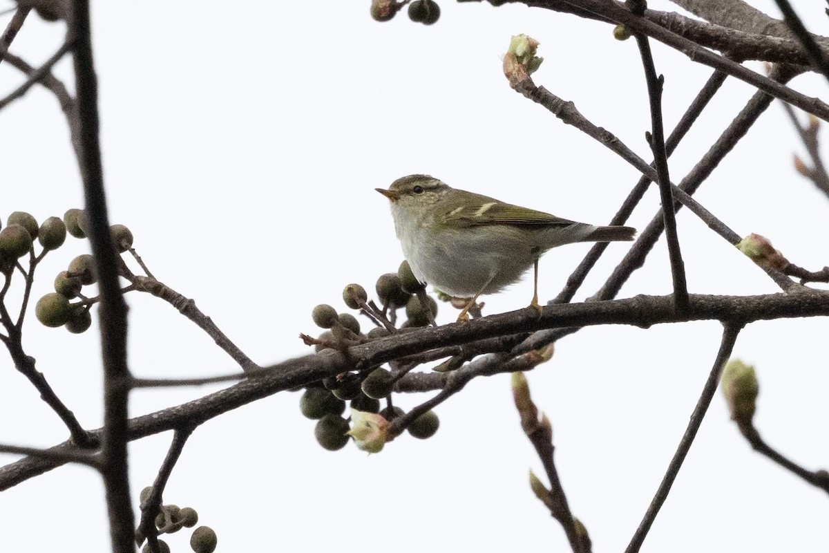 Mosquitero Bilistado - ML647508964