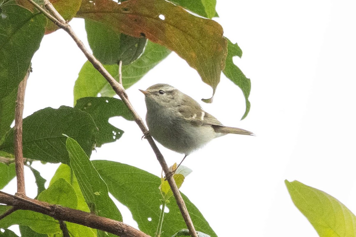 Mosquitero Bilistado - ML647508965