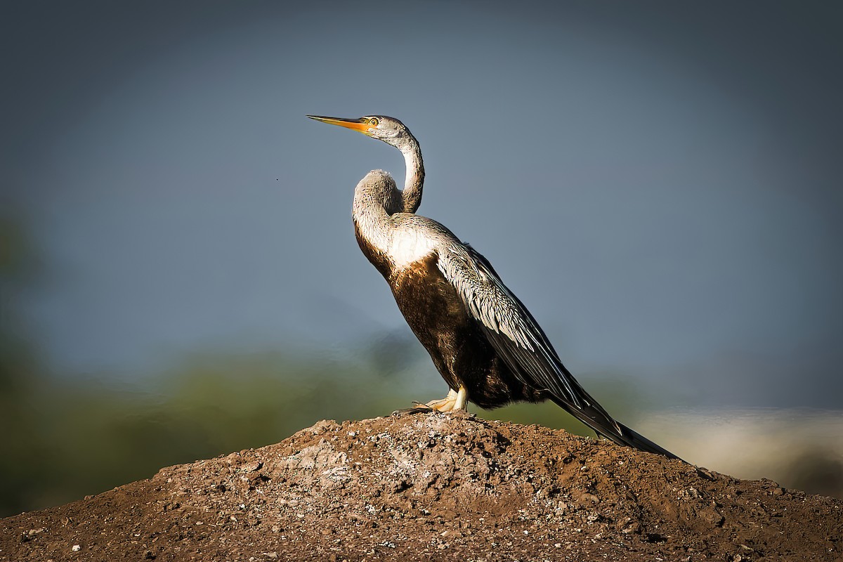 Anhinga Asiática - ML647508966