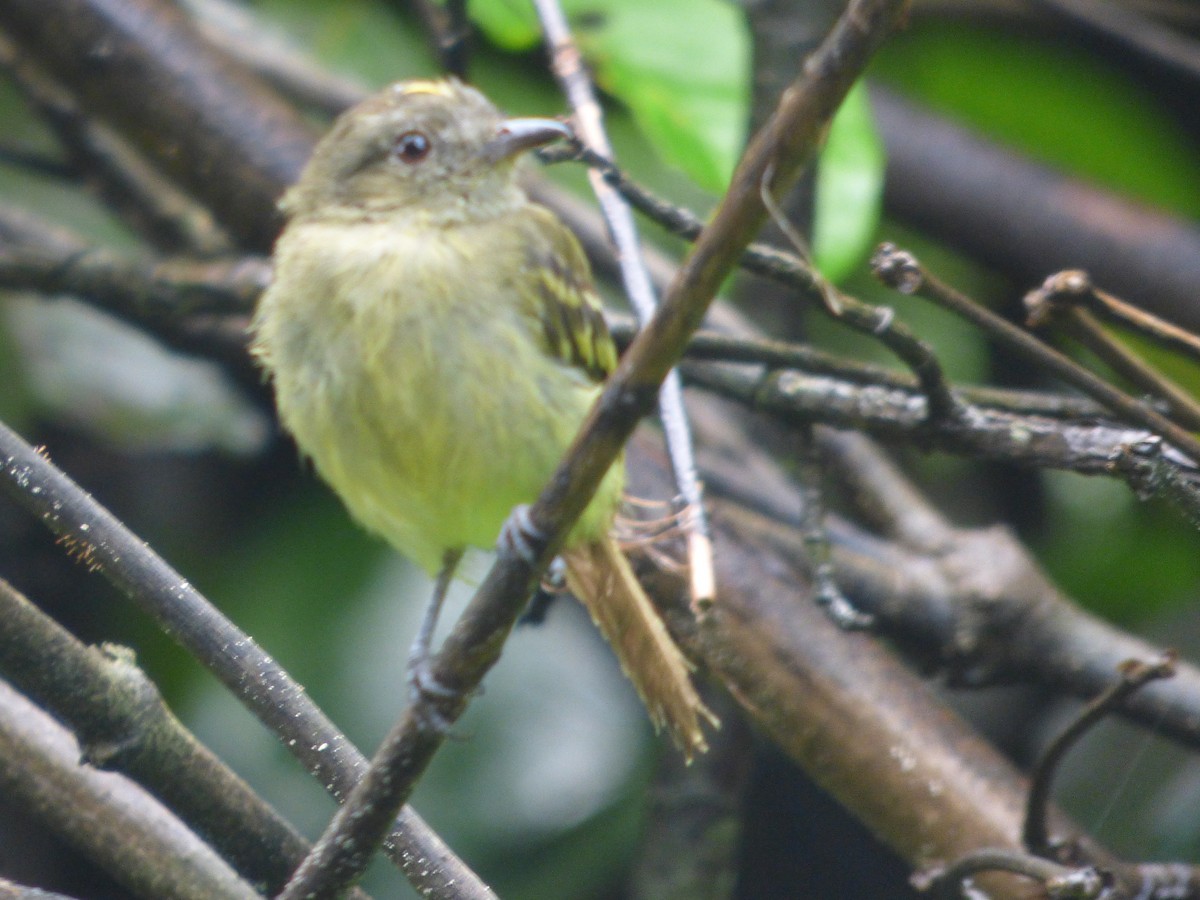 Fiofío Coroniamarillo - ML647508967