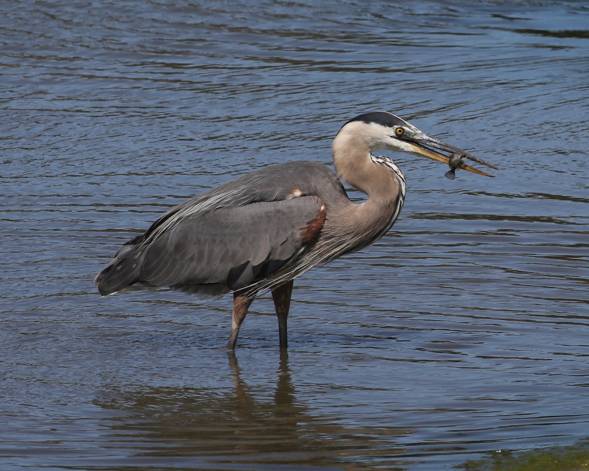 Garza Azulada - ML647508968