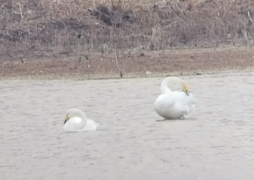 Cisne Cantor - ML647508970