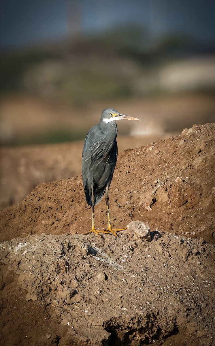 Western Reef-Heron - ML647508971