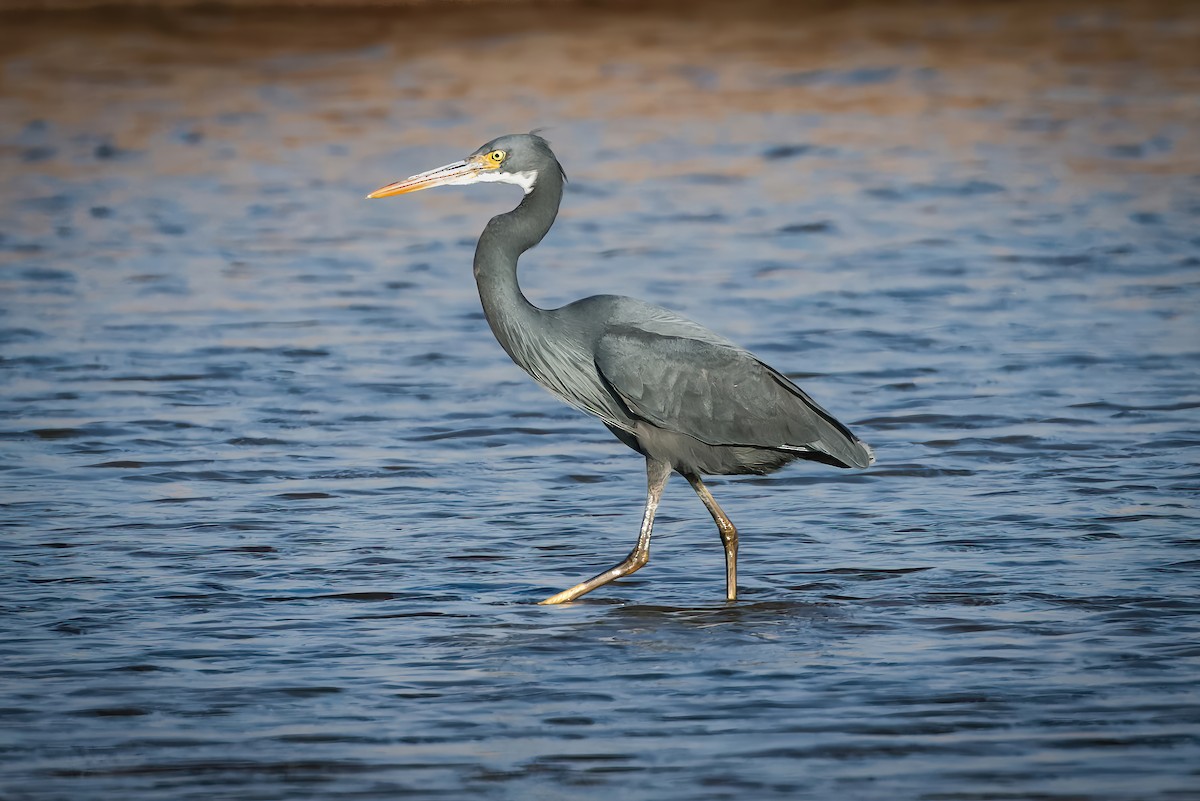 Western Reef-Heron - ML647508972