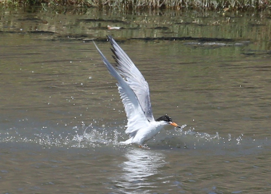 Charrán de Forster - ML647508973