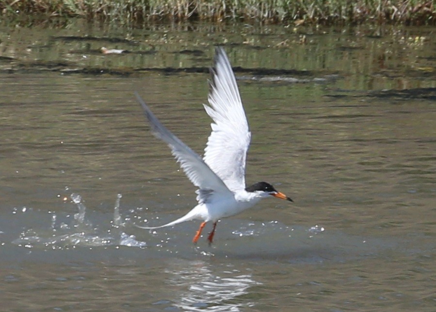 Charrán de Forster - ML647508974