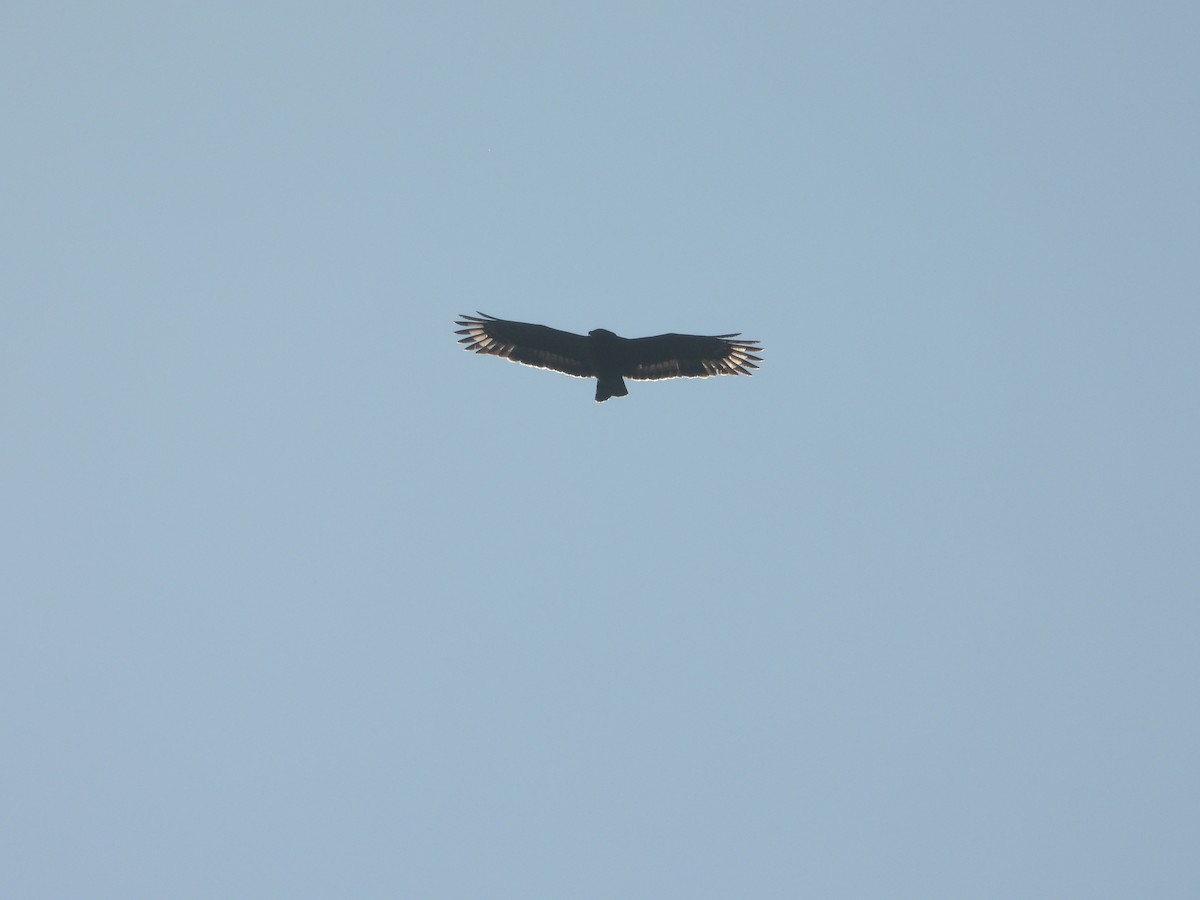 Culebrera Chiíla - ML647508988