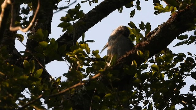 Malabar Gray Hornbill - ML647509020