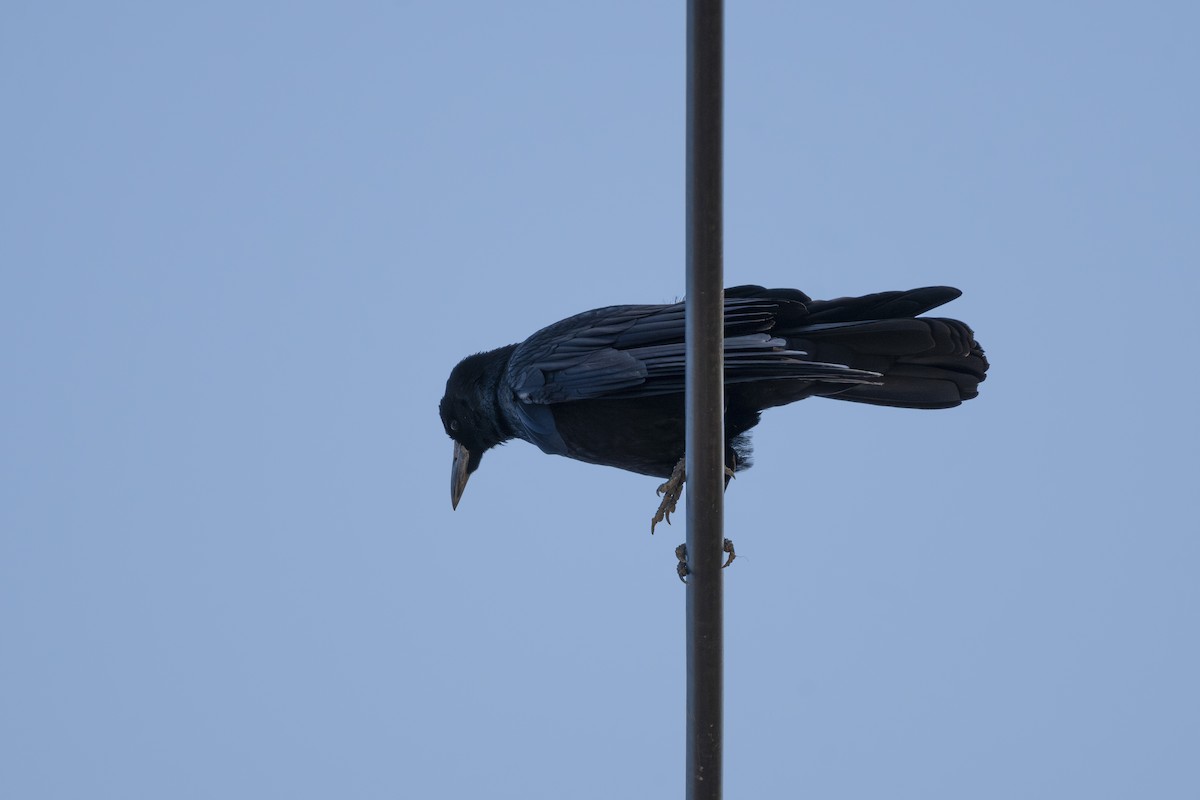 Ekin Kargası - ML647509066