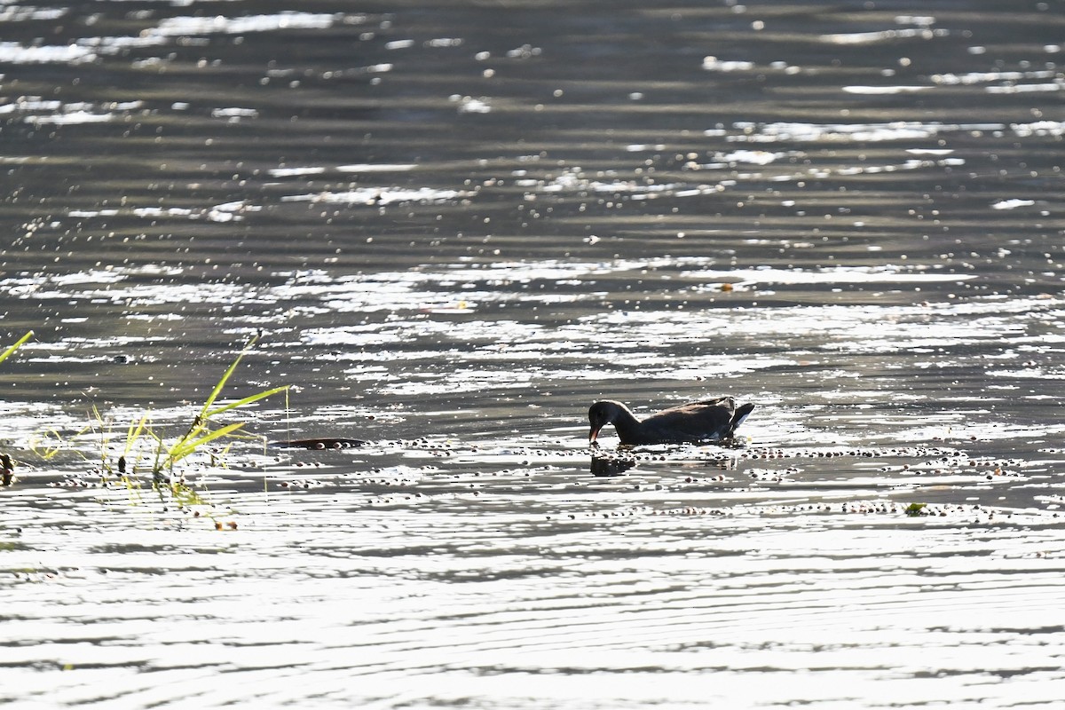 Курочка латиноамериканська - ML647509069