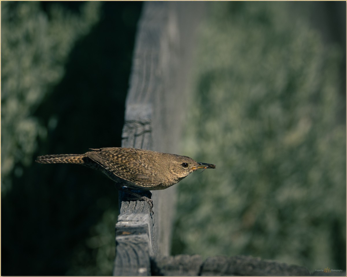 Northern House Wren - ML647509075