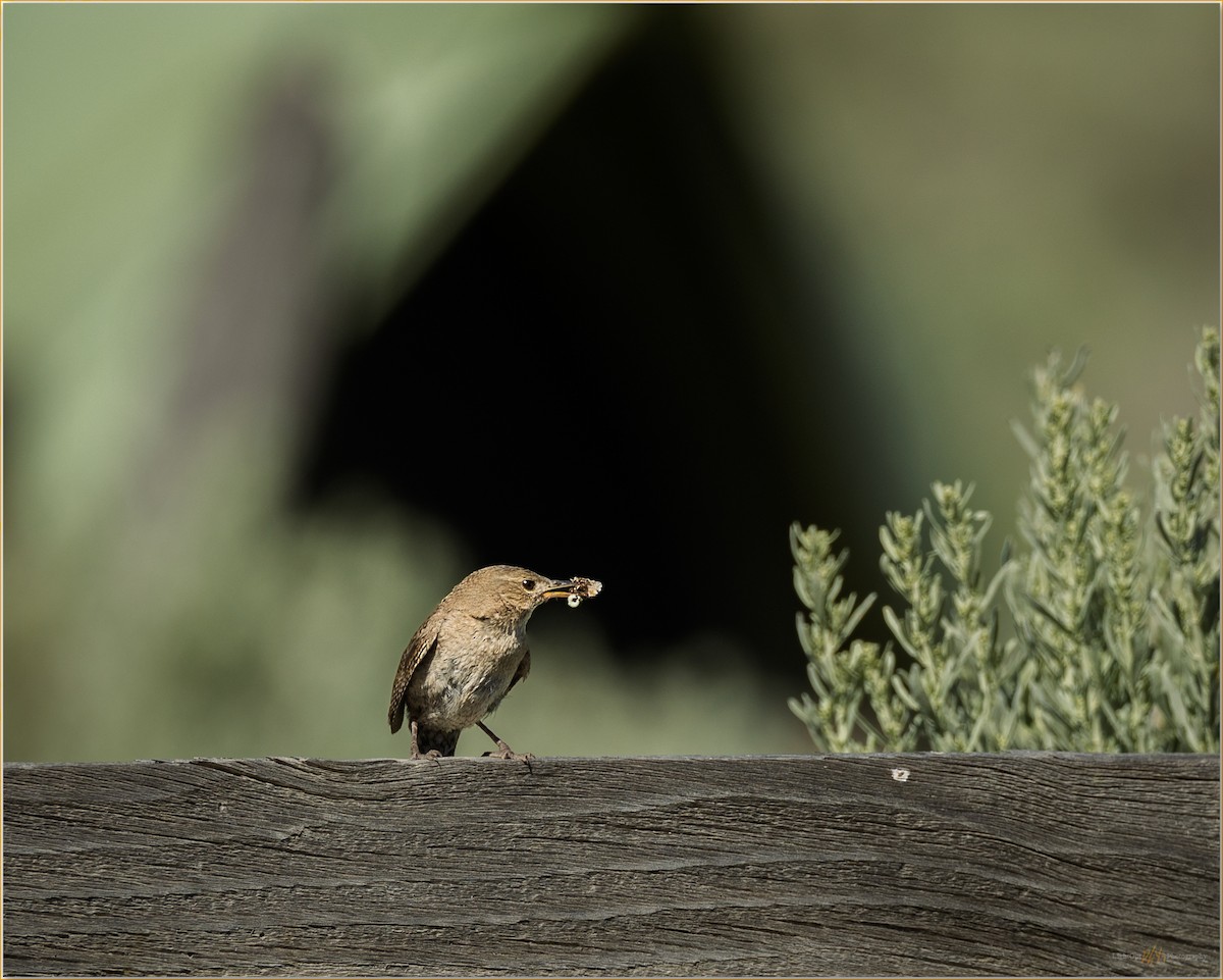 Northern House Wren - ML647509076