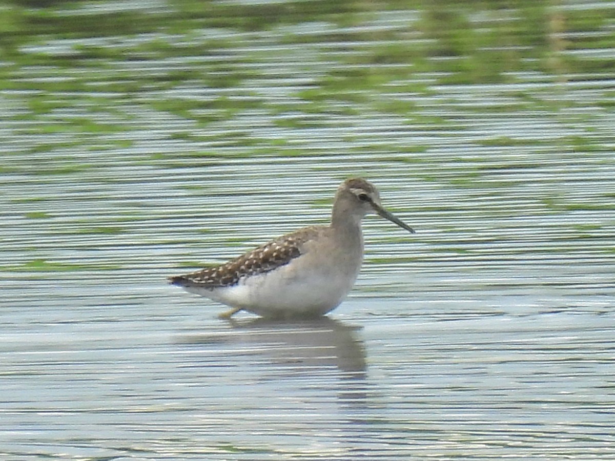 Wood Sandpiper - ML647509093