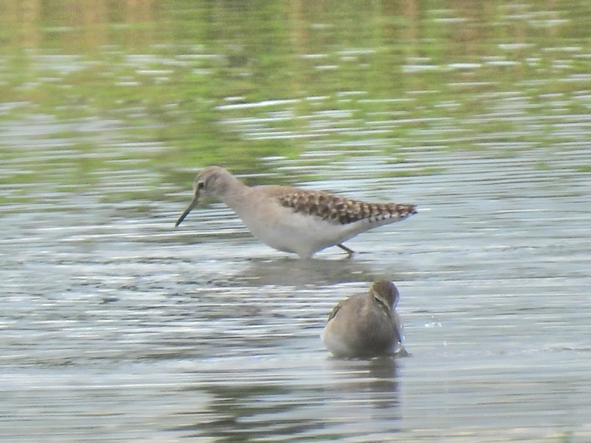 Wood Sandpiper - ML647509094
