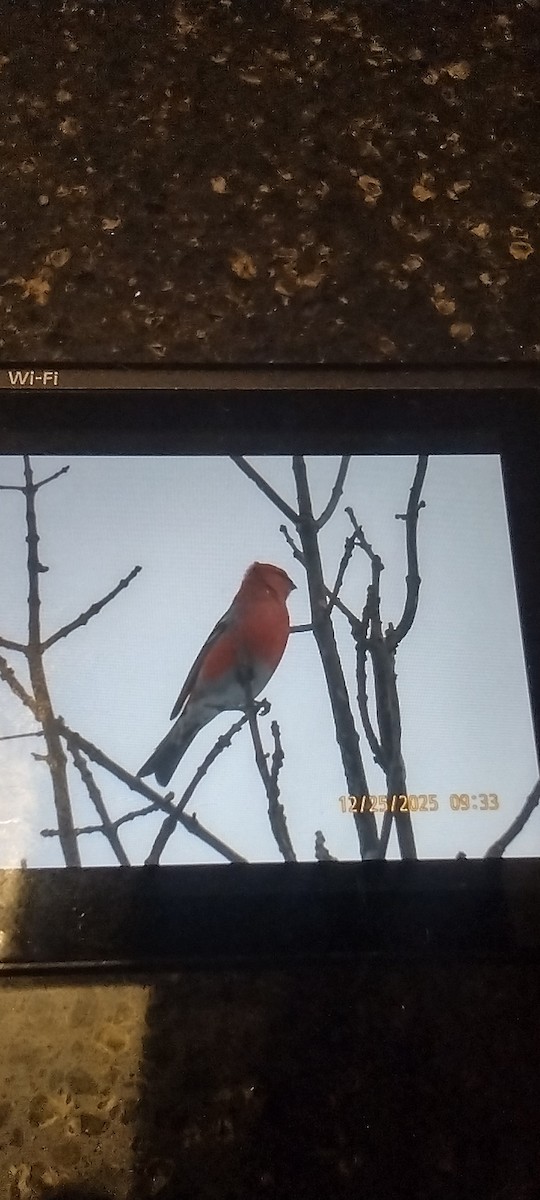 Смеречник тайговий - ML647509109