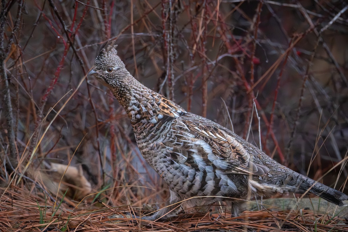 jeřábek kanadský - ML647509113